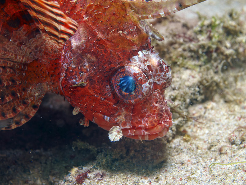 Lion Fish, Sabang Wreck